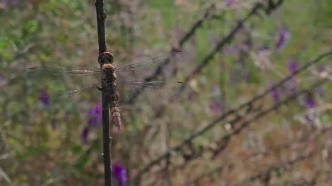 Dragonfly Perched On Vertical Stick In Field Stock Footage 333812731