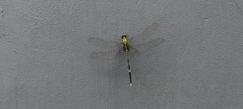 A dragonfly perched on the wall Stock Footage 324890092