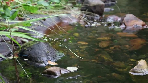 A dragonfly perches on a branch next to a mountain stream Stock Footage 135817797