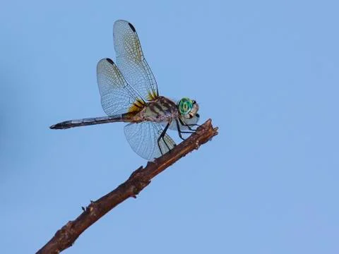 Dragonfly perches on limb Stock Photos