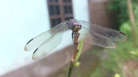 A dragonfly that perches on a tree trun Stock Footage 229704367
