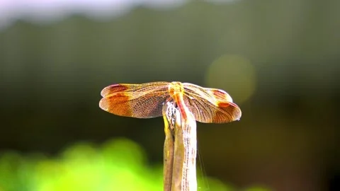 Dragonfly perching on branch Stock Footage 288647654