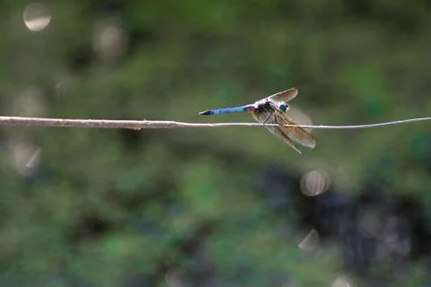Dragonfly perching on a branch Stock Photos