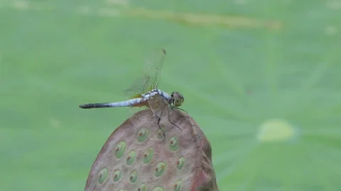 Dragonfly perching on branch in tropical rainforest. Stock-Footage 330765307