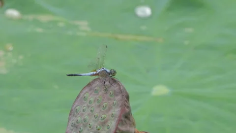 Dragonfly perching on branch in tropical rainforest. Stock Footage 330765366