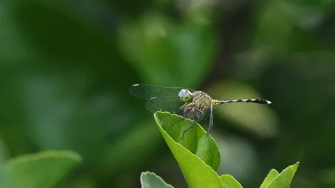 Dragonfly perching on branch in tropical rainforest. Stockbeeldmateriaal 330765433