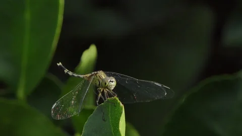 Dragonfly perching on branch in tropical rainforest. Stock Footage 330765620