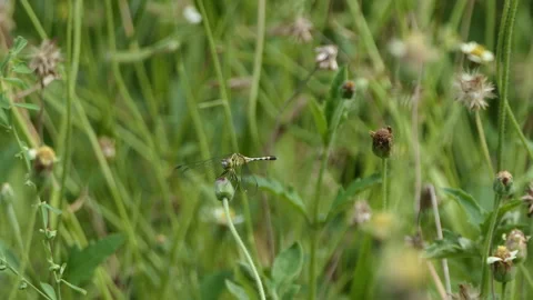 Dragonfly perching on branch in tropical rainforest. Video stock 330765792