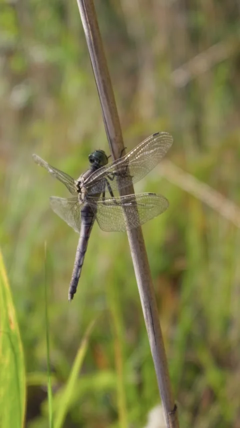 Dragonfly Perching on Dry Plant Stem in Sunny Summer Wetland Vídeos de archivo 345165162