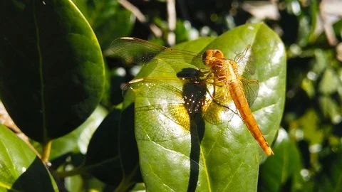 Dragonfly Perching on a Holly Tree Leaf (Slow Motion) Stock Footage 115161036