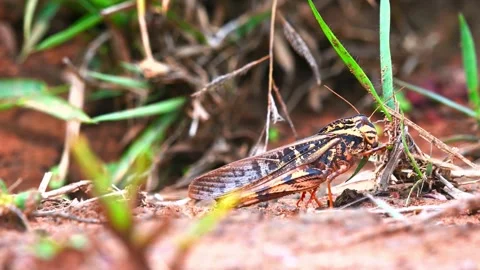 Dragonfly perching on land  Stock Footage 288647265