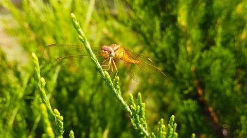 Dragonfly Perching on a Pond Pine Branch (Slow Motion) Stock Footage 115159957
