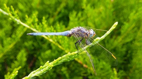 Dragonfly Perching on a Pond Pine Branch (Slow Motion) Video stock 115160479