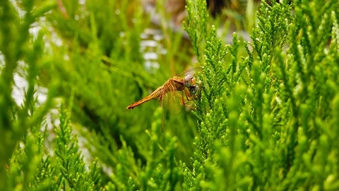 Dragonfly Perching on a Pond Pine Branch (Slow Motion) Stock Footage 115185041