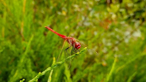 Dragonfly Perching on a Pond Pine Branch (Slow Motion) Stock Footage 115186829