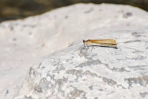 Dragonfly perching on a rock Stock Photos