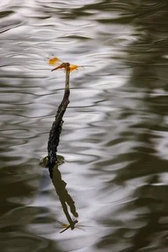 Dragonfly perching on a tree branch over water Stock Photos