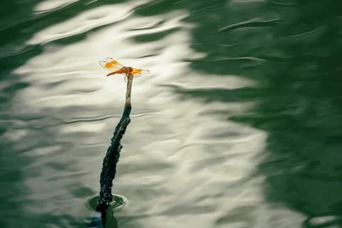 Dragonfly perching on a tree branch over water, beautiful water ripples refra Stock Photos