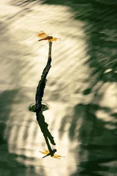 Dragonfly perching on a tree branch over water, beautiful water ripples Stock Photos