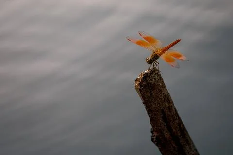 Dragonfly perching on tree stick over water 库存照片