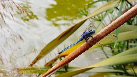 Dragonfly Perching on an Umbrella Sedge Leaf (Slow Motion) Stock Footage 115160851