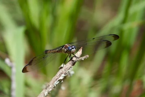 Dragonfly 写真素材