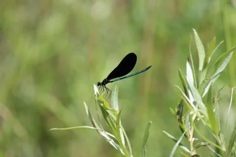 Dragonfly Stock Photos