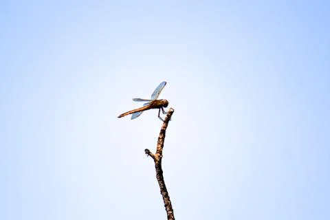 Dragonfly Stock Photos