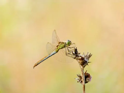 Dragonfly Stock Photos