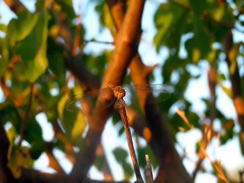 Dragonfly 스톡 사진