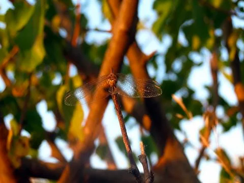 Dragonfly 스톡 사진