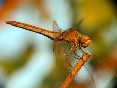 Dragonfly Stock Photos