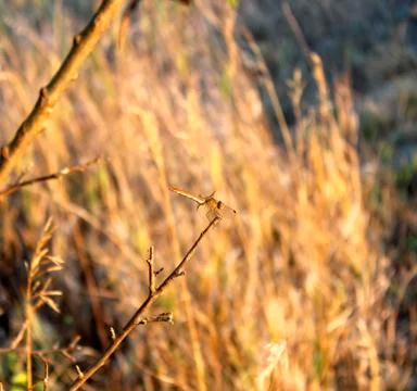 Dragonfly Stock Photos