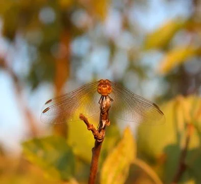 Dragonfly 스톡 사진