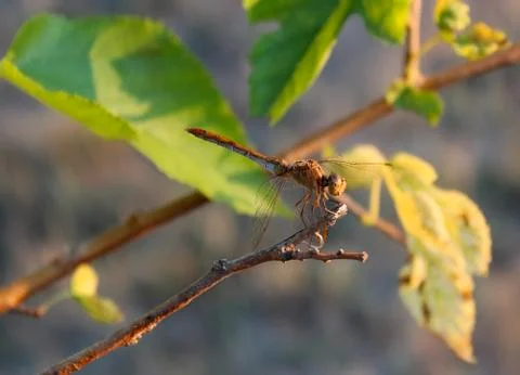 Dragonfly 스톡 사진