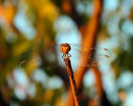 Dragonfly 스톡 사진