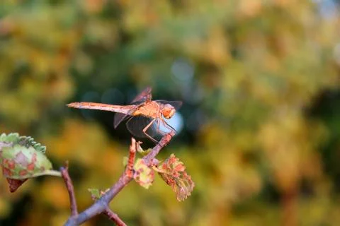 Dragonfly 스톡 사진