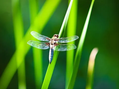 Dragonfly Stock Photos