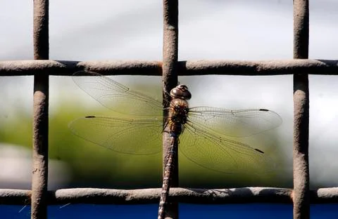 Dragonfly Foto stock