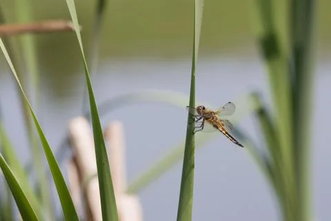 Dragonfly Photos