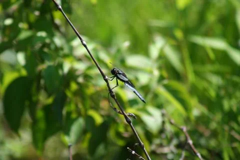 Dragonfly Foto stock