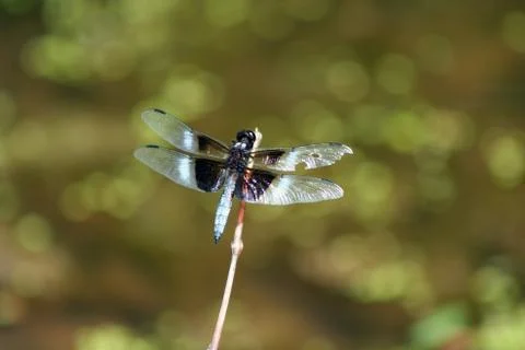 Dragonfly Stock Photos
