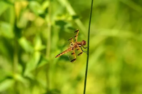 Dragonfly Stock Photos
