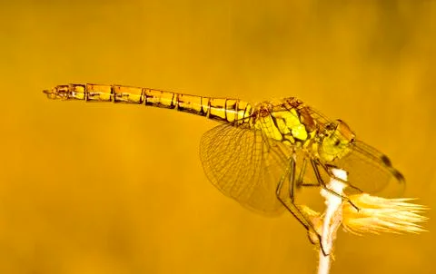 Dragonfly Stock Photos
