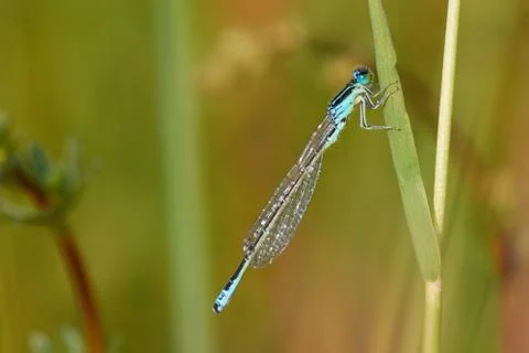 Dragonfly Stock Photos
