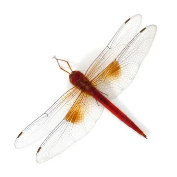 Dragonfly Stock Photos