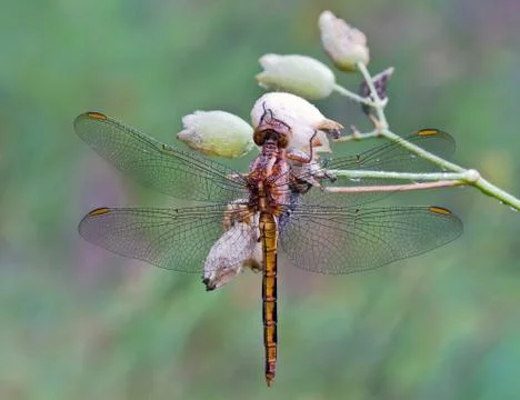 Dragonfly 库存照片