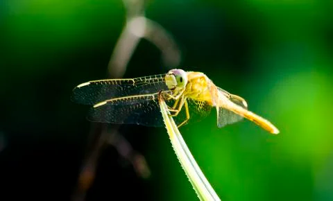Dragonfly Stock Photos