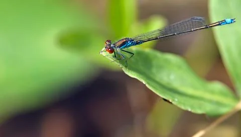 Dragonfly Stock Photos