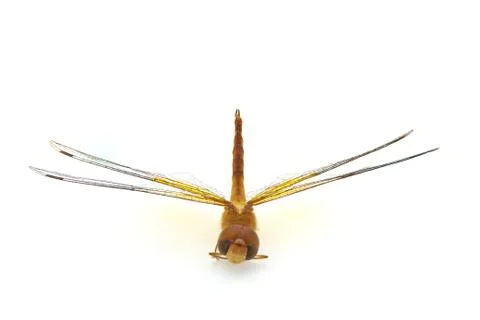 Dragonfly Stock Photos